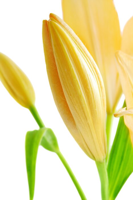 Poster Gelbe Blumen auf weißem Hintergrund