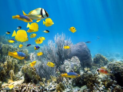 Gelbe Fische zwischen Unterwasserfelsen