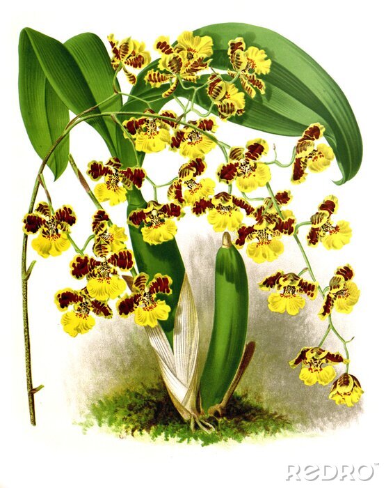 Poster Gelbe Orchidee mit burgunderroten Flecken
