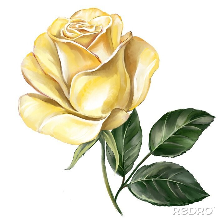 Poster Gelbe Rose auf einem kurzen Zweig
