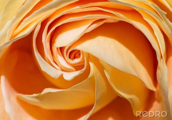 Poster Gelbe Rose in Makro-Version