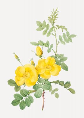 Poster Gelbe Rosen auf einem stacheligen Zweig