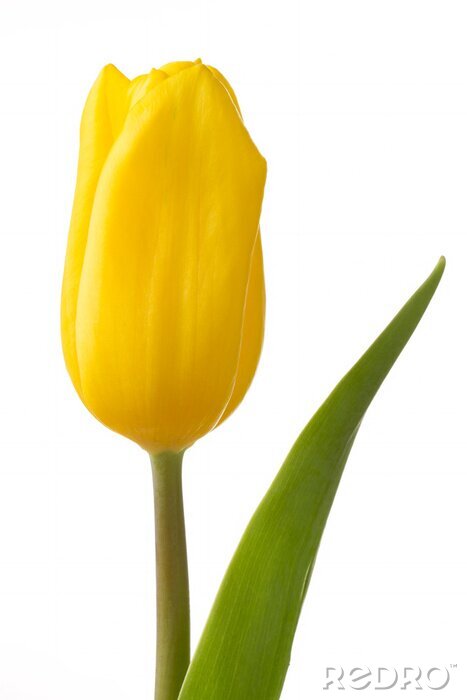 Poster Gelbe Tulpe und grünes Blatt