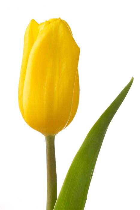 Poster Gelbe Tulpe und grünes Blatt