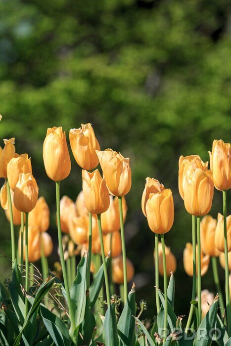 Poster Gelbe Tulpen und Natur im Hintergrund