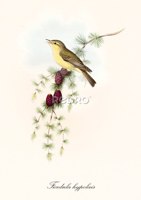 Poster Gelber Vogel auf einem Ast