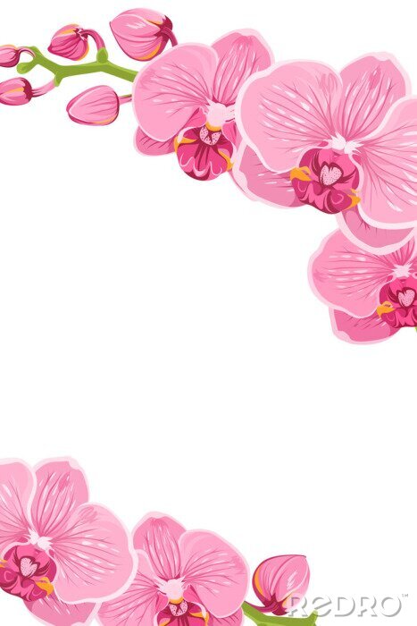 Poster Gemalte rosa Orchidee bildet einen Rahmen