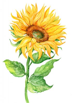 Poster Gemalte Sonnenblume ohne Kerne