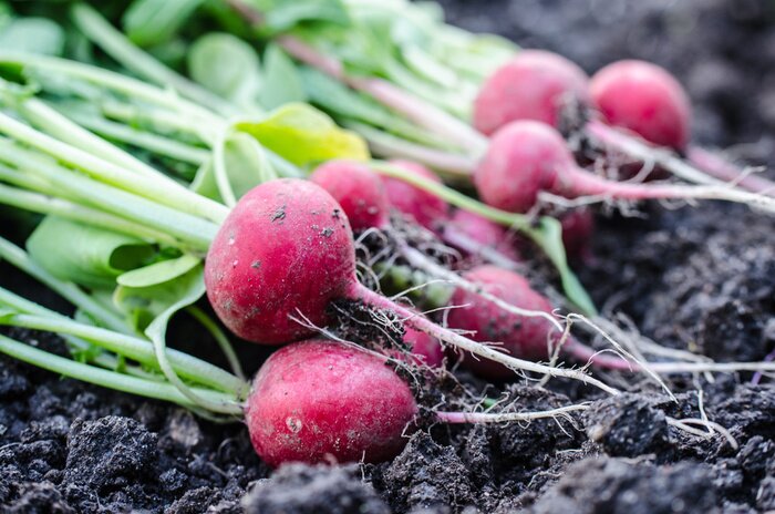 Poster Gemüse frisch ausgegrabenes Radieschen
