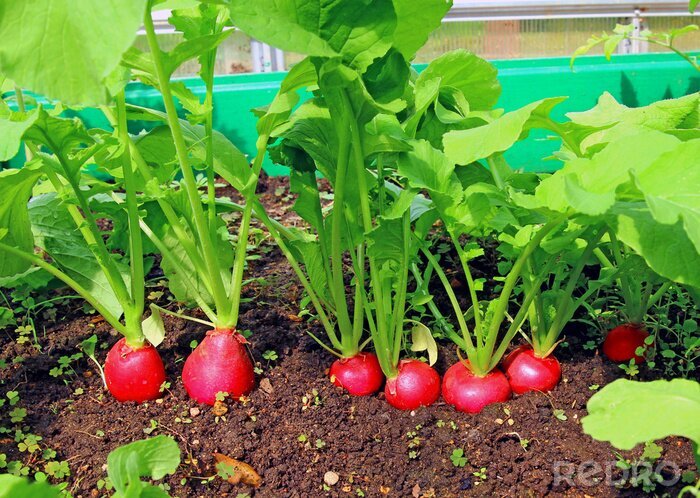 Poster Gemüse Radieschen im Topf gepflanzt