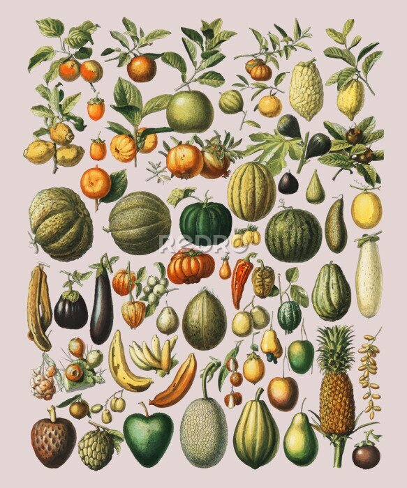 Poster Gemüse und Früchte auf Vintage-Illustration