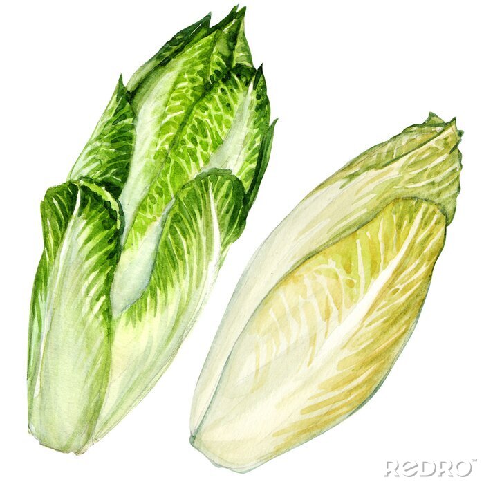 Poster Gemüse zwei Köpfe Römersalat