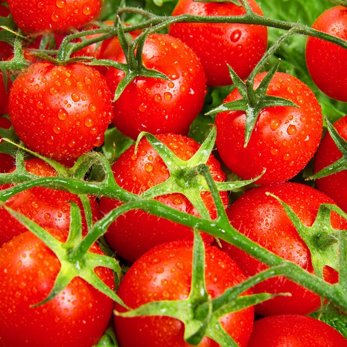 Poster Gemüse Zweig mit Tomaten