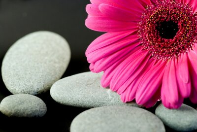 Gerberablüte mit Kieseln