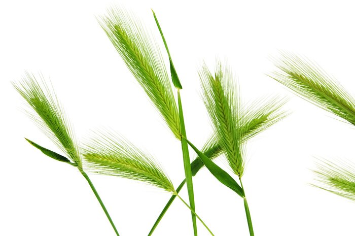 Poster Gerste Spikes