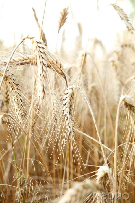 Poster Gerstenfeld und Natur