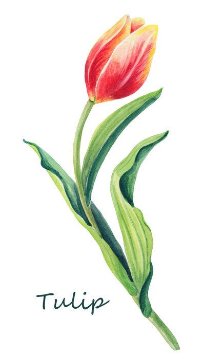 Poster Geschlossene Tulpe mit gewellten Blättern