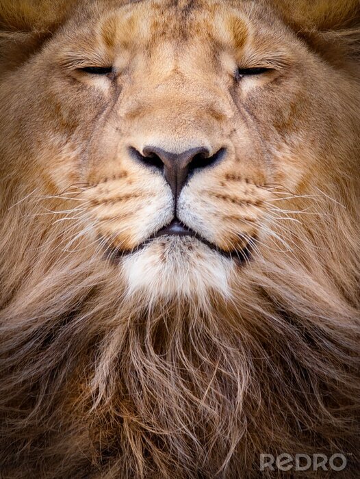 Poster Gesicht eines Löwen