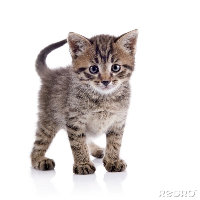 Poster Gestreifte Katze auf hellem Hintergrund