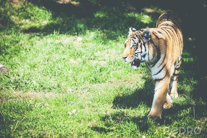 Poster Gestreifter tiger auf gras
