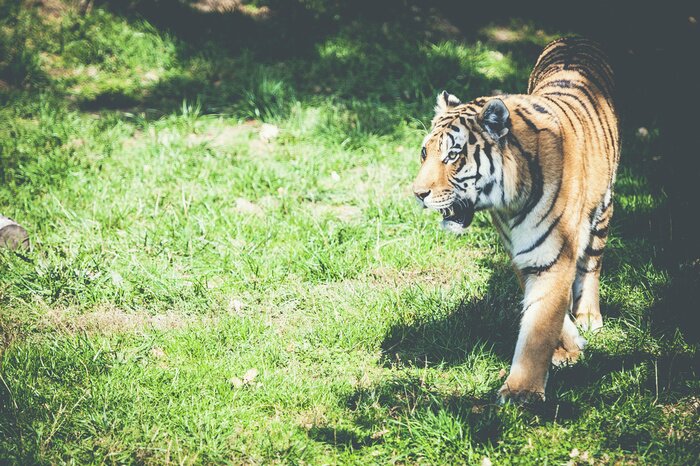 Poster Gestreifter tiger auf gras