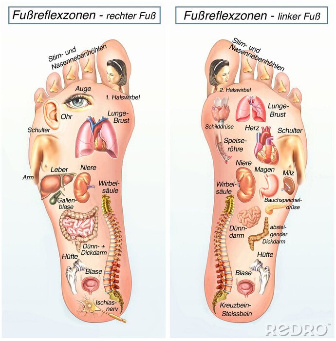 Poster Gesundheit und Schönheit Fußreflexzonen