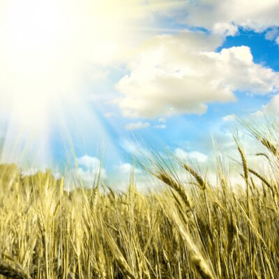 Getreidefeld und blauer Himmel