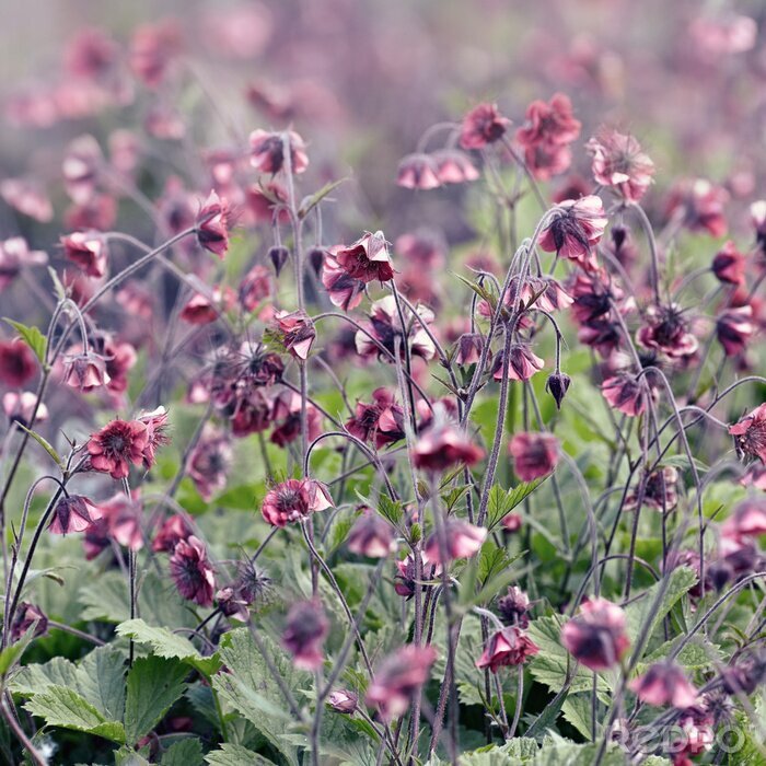 Poster Getrocknete Blumen auf einer Wiese