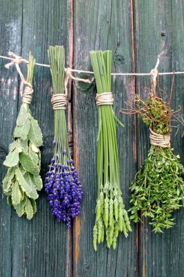 Poster Getrocknete Kräuterzweige hängen an einer Schnur