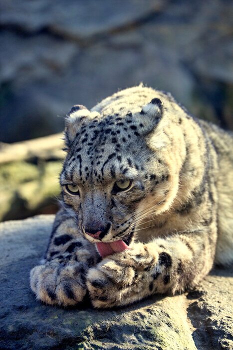 Poster Getüpfeltes auf Stein liegendes Tier