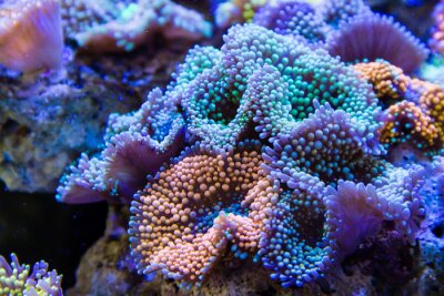 Gewelltes Korallenriff