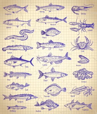 Poster Gezeichnete Fischarten