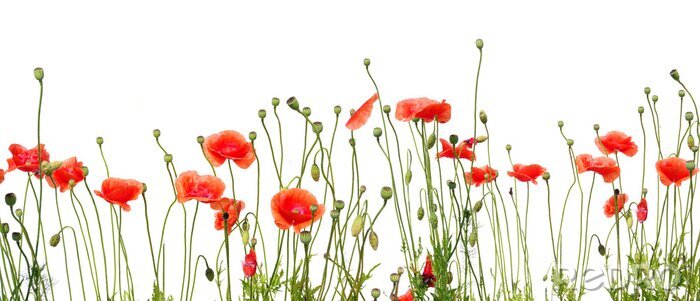 Poster Gezeichnete rote Blumen