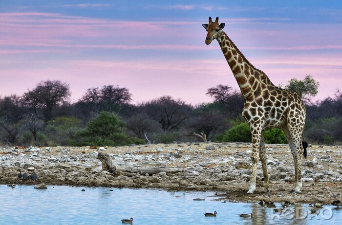 Poster Giraffe an einer Wasserstelle