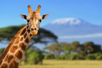 Poster Giraffe auf dem Hintergrund des Kilimandscharo