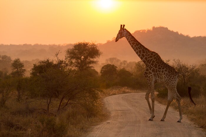 Poster Giraffe bei Sonnenuntergang