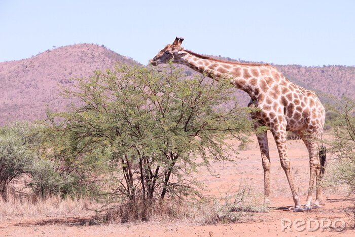 Poster Giraffe frisst Baumblätter
