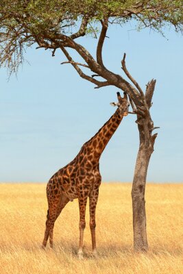 Poster Giraffe im Schatten eines Baumes