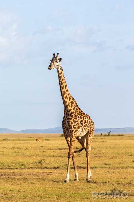 Poster Giraffe in der Savanne gehend