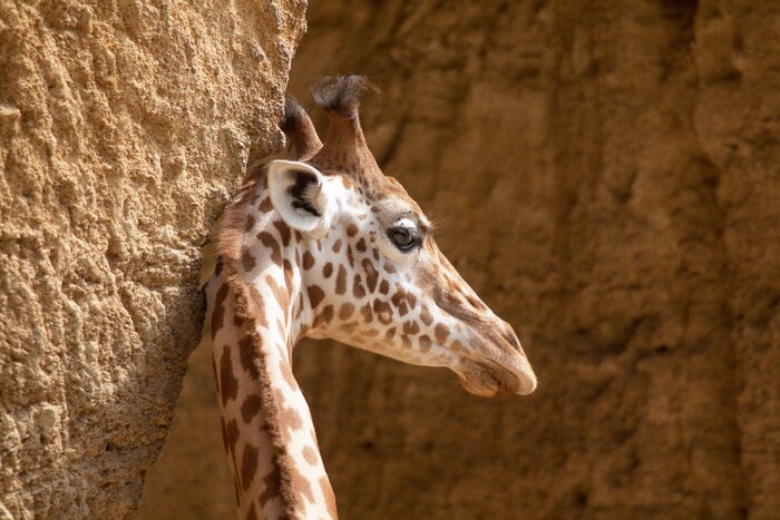 Poster Giraffe lehnt sich an den Felsen