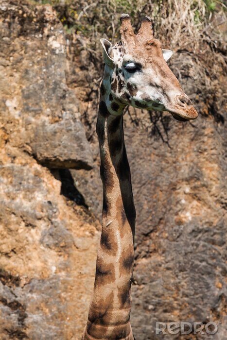 Poster Giraffe mit dem langen Hals