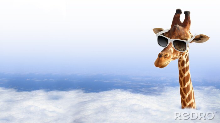 Poster Giraffe mit der Brille in Wolken