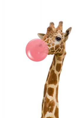 Poster Giraffe mit einem Gummiballon