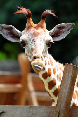 Giraffe mit herausgestreckter Zunge