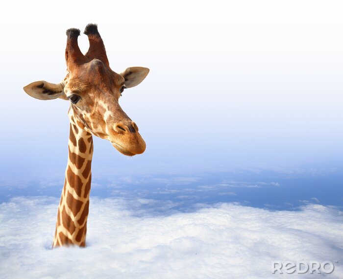 Poster Giraffe mit Kopf in Wolken