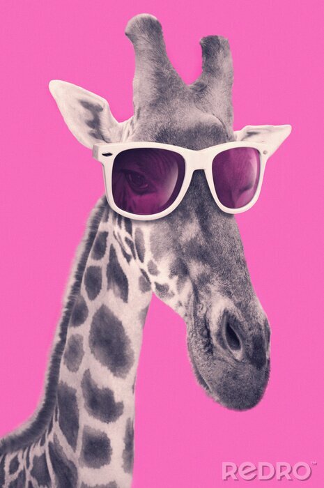Poster Giraffe mit rosa Brille