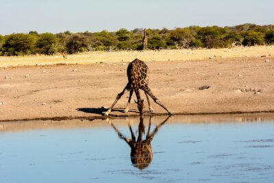 Giraffe trinkt aus einer Wasserstelle
