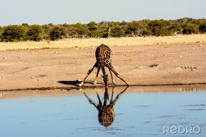 Poster Giraffe trinkt aus einer Wasserstelle