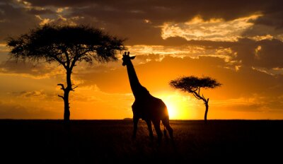 Giraffe vor dem Hintergrund der Nachmittagssonne