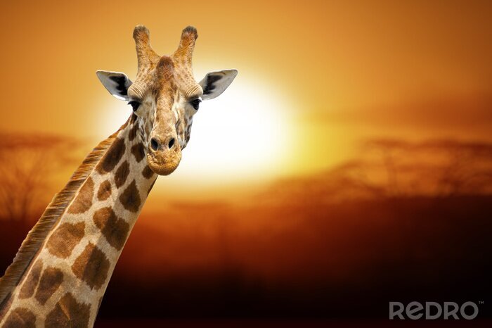 Poster Giraffe vor dem Hintergrund des Sonnenuntergangs